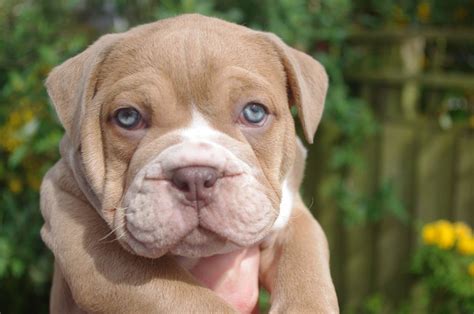 english bulldog virginia|english bulldog breeders in virginia.